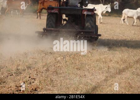 Traktor kultiviert auf dem Boden von Bauern gegen Kuhgehen in der Landwirtschaft Stockfoto