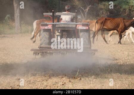 Ein Mann pflügt in einem landwirtschaftlichen Betrieb oder Feld mit rund großen Kühen, die Hintergrund weiden Stockfoto