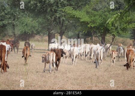 Schwarze, gelbe und weiße Kühe in einem grasigen Feld an einem hellen und sonnigen Tag in Indien Stockfoto