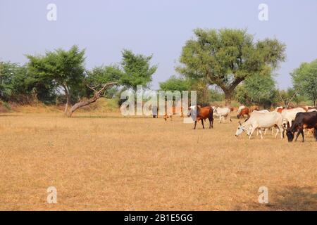 Kühe in einem großen Feld, Herbstlandschaft, Wüstenlandschaft in Kühen, indische Kühe gruppieren sich in der Farm Stockfoto