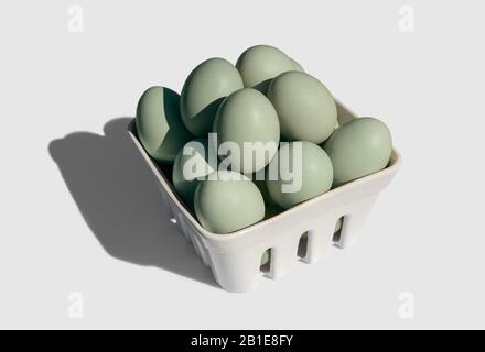 Araucana-Ei auf Korb isoliert auf weißem Hintergrund. Blaue oder grüne Eier von Araucana-Hähnchen Stockfoto