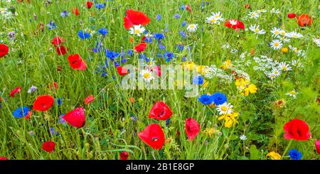 Panoramabild eines Feldes mit blühenden Mohnblumen, Kornblumen und Gänseblümchen Stockfoto