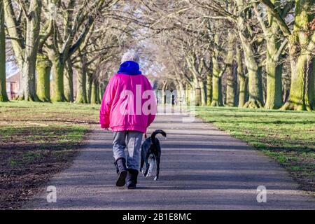 Northampton, Großbritannien. Februar 2020. Wetter in Großbritannien, Abingting Park heute Morgen eine Dame und ihr Hund gehen die Avenue of Trees in einer bunten Jacke an einem kalten, sonnigen Morgen hoch. Kredit: Keith J Smith./Alamy Live News Stockfoto