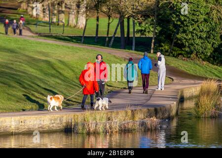 Northampton, Großbritannien. Februar 2020. UK Weather, Abingting Park eine Dame mit ihren Hunden, die an einem kalten, sonnigen Morgen in bunten Jacken um den See spazieren. Kredit: Keith J Smith./Alamy Live News Stockfoto