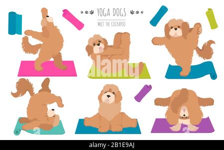 Yoga-Hunde posieren und trainieren das Plakatdesign. Cockapoo Clipart. Vektorgrafiken Stock Vektor