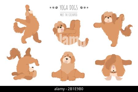 Yoga-Hunde posieren und trainieren das Plakatdesign. Cockapoo Clipart. Vektorgrafiken Stock Vektor