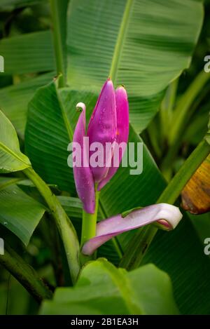 Nahaufnahme einer Purpurblütigen Bananenpflanze Mit Regentropfen Stockfoto