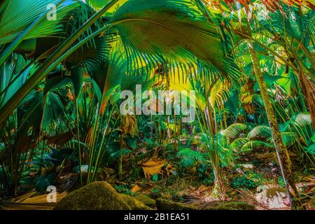 Latannyen lat (Verschaffeltia splendida) oder Tilt Palm im Vallée de Mai Nature Reserve, Praslin Island, Seychellen. UNESCO-Weltkulturerbe. Stockfoto