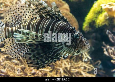 Eine Nahaufnahme eines Löwenfisches in einem Aquarium Stockfoto
