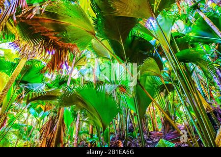 Latannyen lat (Verschaffeltia splendida) oder Tilt Palm im Vallée de Mai Nature Reserve, Praslin Island, Seychellen. UNESCO-Weltkulturerbe. Stockfoto