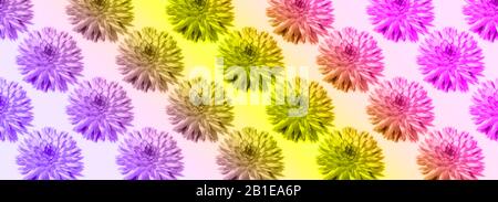 Blumenmuster aus rosafarbenen Blumen über Neon-Hintergrund. Festlicher Frühling und sommerlicher Hintergrund. Flache Lage, Draufsicht. Muster der Blüte Dahlien. Textur mit Blumenmuster. Banner. Stockfoto