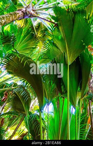 Latannyen lat (Verschaffeltia splendida) oder Tilt Palm im Vallée de Mai Nature Reserve, Praslin Island, Seychellen. UNESCO-Weltkulturerbe. Stockfoto