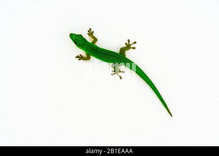 Seychelles Giant Day Gecko (Phelsuma sundbergi ladiguensis) an der Wand, La Digue, Seychellen. Stockfoto