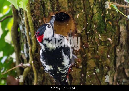 Großer gefleckter Specht (Picoides Major, Dendrocopos Major), Männerbau an seinem Nistloch, Rückansicht, Schweiz, Sankt Gallen Stockfoto