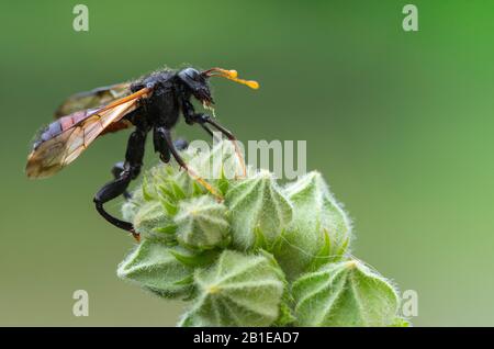 Birkensägefliege (Cimbex femoratus, Cimbex femorata), auf einer Pflanze, Niederlande, Frisia, Delleboersterheide, Oldeberkoop Stockfoto