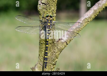Goldene Libelle (Cordulegaster boltoni, Cordulegaster boltonii, Cordulegaster annulatus), männlich, Niederlande, Noord-brabant Stockfoto