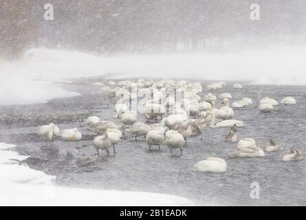 Whooper Swan (Cygnus cygnus), Whooper schwängt im Schneesturm am Kussharo Lake, Japan, Hokkaido Stockfoto