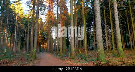 Norwegenfichte (Picea abies), Waldweg in einem Fichtenwald im Winter, Bäume sind zum Fällen markiert, Deutschland, Nordrhein-Westfalen Stockfoto