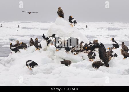 Sellers Seeadler (Haliaetus pelagikus), mit Weißwedeladlern, Japan, Hokkaido Stockfoto