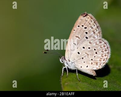 Afrikanisches Grass Blau, Zizeeria knysna (Zizeeria knysna), Seitenansicht, Gambia Stockfoto