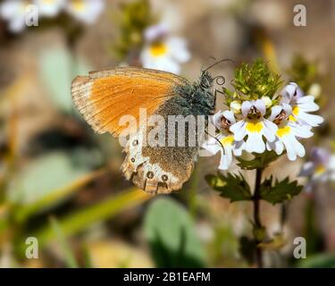 Alpinheide (Coenonympha gardetta), auf Euphrasia, Schweiz, Wallis sitzend Stockfoto