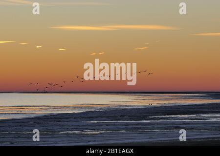 Sonnenaufgang am Strand im Winter, Niederlande, Texel Stockfoto