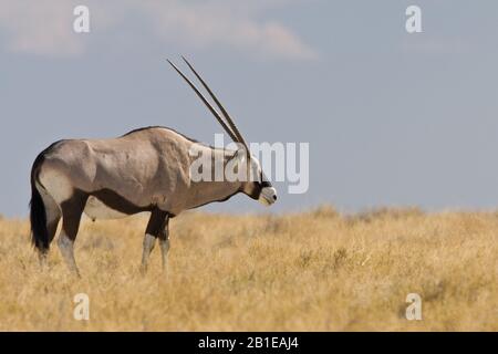 Gemsbock, beisa (Oryx gazella), auf trockenem Gras stehender Bock, Seitenansicht, Namibia, Etosha-Nationalpark Stockfoto