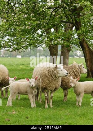 Texelschafe (Ovis ammon f. Widder), Mutterschafe mit Lämmern auf einer Schafweide, Niederlande, Texel Stockfoto