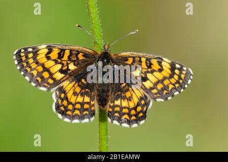 Heide-Fritillary (Melitaea athalia, Mellicta athalia), Draufsicht, Schweiz, Wallis Stockfoto