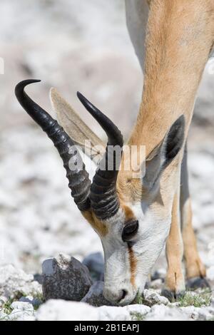 Springbuck, Springbok (Antidorcas marsupialis), Weidemännchen, Porträt, Namibia, Etosha-Nationalpark Stockfoto