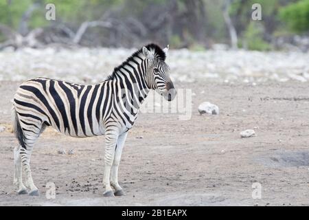Burchell's Zebra, Zebra, Common Zebra, Plain Zebra (Equus quagga burchelli, Equus burchelli), Full-Length Portrait, Side View, Namibia, Etosha National Park Stockfoto