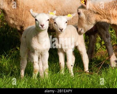 Texelschafe (Ovis ammon f. Widder), twi kleine Lämmer, die auf einer Wiese stehen, Vorderansicht, Niederlande, Texel Stockfoto