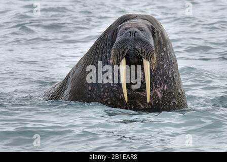 Walross (Odobenus Rosmarus), Porträt, Norwegen, Svalbard Stockfoto