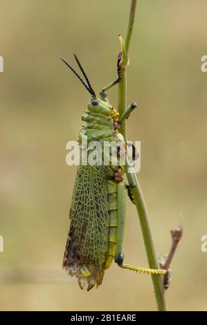 Milchweed Locust (Phymateus spec.), in Twig, Südafrika Stockfoto