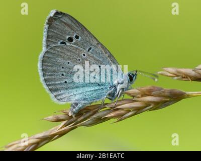 Grüne Unterseite blau (Glaucopsyche alexis), Seitenansicht, Ungarn Stockfoto