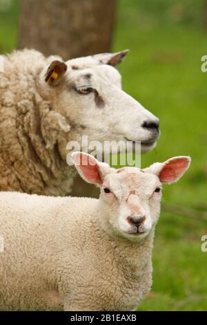 Texelschafe (Ovis ammon f. Widder), Ewe mit Lamm auf einer Schafweide, Niederlande, Texel Stockfoto