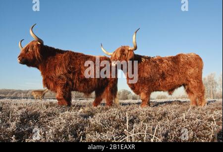 Scottish Highland Cattle, Kyloe, Highland Cow, Heelan coo (Bos primigenius f. Taurus), Highland Cattle at Zuid-Kennemerland, Niederlande Stockfoto