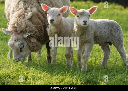 Texelschafe (Ovis ammon f. Widder), Ewe mit Lämmern auf einer Schafweide, Niederlande, Texel Stockfoto