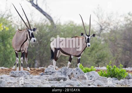 Gemsbock, beisa (Oryx gazella), zwei Oryxen, die am Rande eines Wasserplatzes stehen, in Namibia, Etosha-Nationalpark Stockfoto