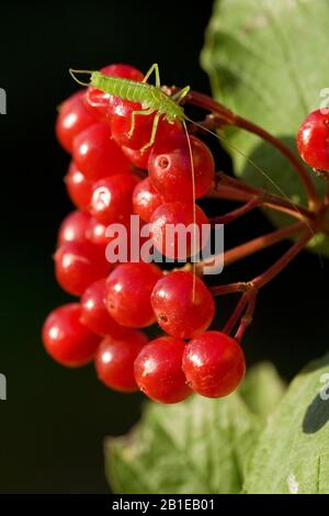 Busch-Cricket aus Südeichenholz, Cricket aus südlichem Eiche (Meconema meridionale), bei Guelder-Rose Beeren, Vivurnum opulus, Niederlande, Nordholland Stockfoto