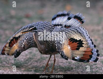 Sonnenbittern, Sonnenbittern (Eurypyga helias), mit ausgebreiteten Flügeln, Venezuela, Llanos Stockfoto