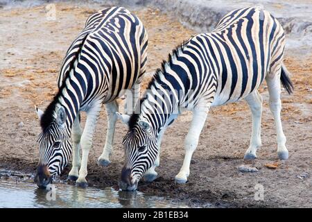 Burchell's Zebra, Zebra, Common Zebra, Plain Zebra (Equus quagga burchelli, Equus burchelli), zwei Trinkzebras an einem Wasserloch, Namibia, Etosha-Nationalpark Stockfoto