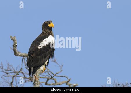 Sellers Seeadler (Haliaetus pelagikus), auf einem Zweig, Japan, Hokkaido Stockfoto