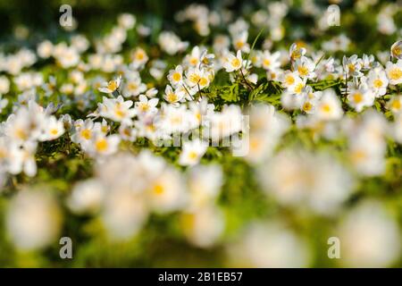 Anemone aus Holz (Anemone nemorosa), Blumen, Niederlande, Frisia Stockfoto