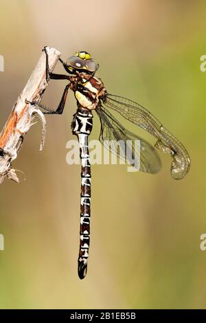 Ostspeter (Caliaeschna microstigma), männlich, Griechenland, Lesbos Stockfoto