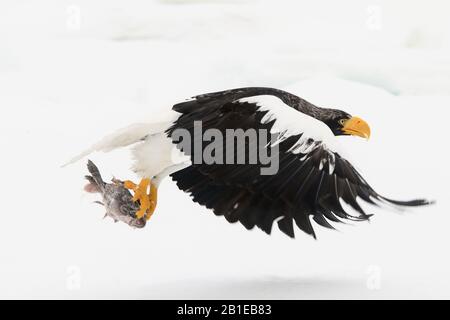 Sellers Seeadler (Haliaetus pelagikus), fliegen mit Beute, Japan, Hokkaido Stockfoto