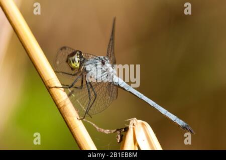 Yellowface, Inspector (Chalcostepia flavifrons), männlich, Gambia Stockfoto