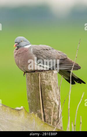 Holztaube (Columba-Palumbus), auf einem Pfosten, Niederlande, in Utrechter Stockfoto