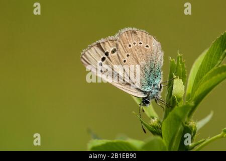 Grüne Unterseite blau (Glaucopsyche alexis), Seitenansicht, Ungarn Stockfoto