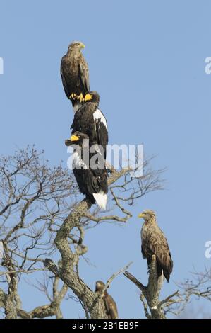 Weißwedelseeadler (Haliaetus albicilla) und Stellers Seeadler an einem Baum, Japan, Hokkaido Stockfoto